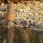 Unraveling the Adventure Tapestry of India