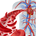 How you can Improve Your Blood Circulation Quickly