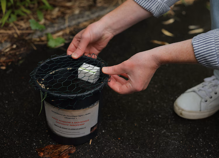 To gather eggs and monitor the population of tiger mosquitoes, French health authorities have installed Ovitraps throughout the city. (Photo: AFP)