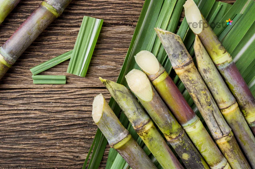 SugarcaneForJaundice,